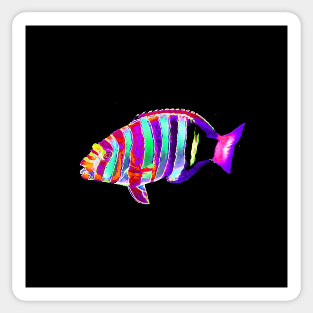 Harlequin Tusk Wrasse Fish Sticker by CarloVaro